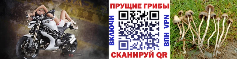 закладка  Малаховка  Галлюциногенные грибы мицелий 